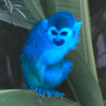 THIS UPDATE SHOULD CONTAIN A BLUE MONKEY - Mush